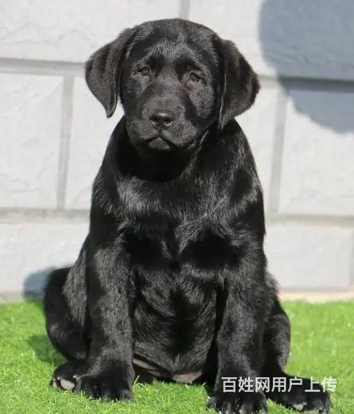 拉布拉多  赛级拉布拉多犬繁殖 完美售后 - 图片 4