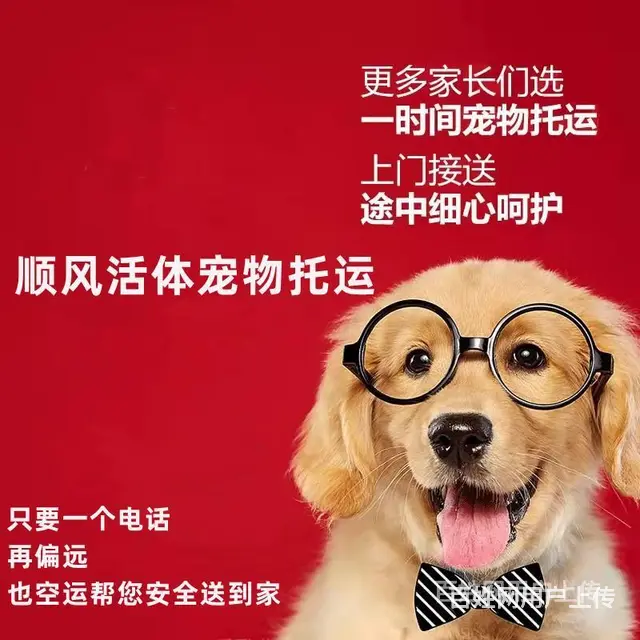洛阳伊川宠物托运（猫狗）活体邮寄快递（2022宠物运输 ）今 - 图片 1