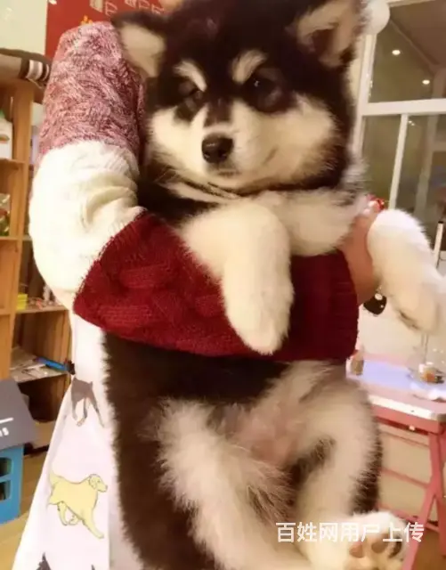 邢台本地出售家养阿拉斯加犬 纯种阿拉斯加 疫苗齐全 - 图片 1