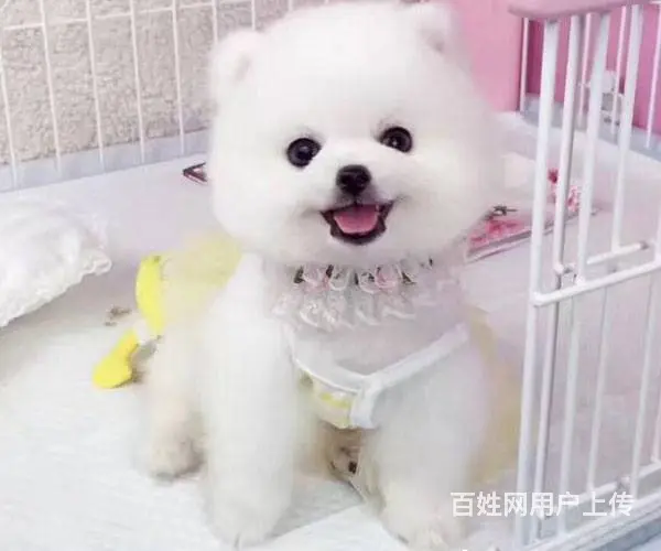 球体博美犬 出售哈多利版博美犬 可签售后协议 - 图片 6