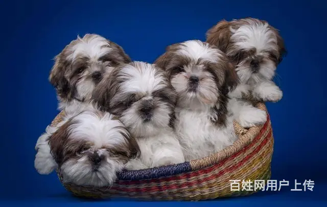 出售高端西施犬 三针齐全保健康 提供养狗指导 - 图片 9