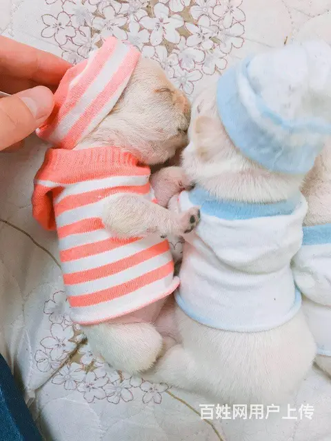 天门本地法斗犬舍，本地法斗在哪里 - 图片 6