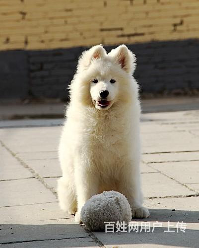 薩摩犬價格賽級薩摩犬價格薩摩犬飼養條件