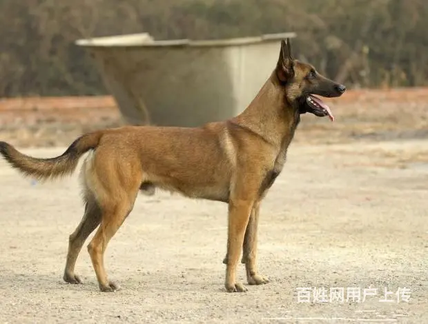 纯种马犬 保纯保健康 给您 贴心的售后 - 图片 2