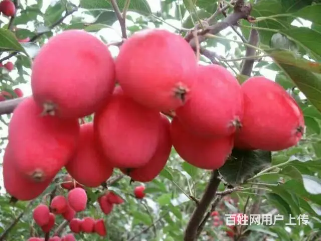 为您打造绿色有机肥 - 图片 2