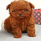 云南思茅江城哈尼族彝族哪里有t泰迪热卖犬小体泰迪好养吗