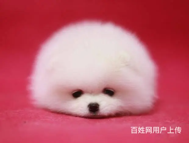 博美犬舍 博美价格 博美靓照 博美犬多少钱 专业繁 - 图片 3