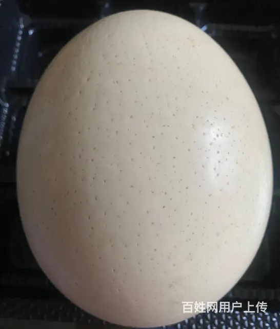 【搞定了！】出售一枚超级大的鸵鸟蛋壳 - 图片 1