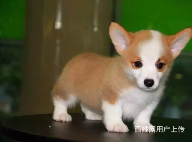 宿州本地柯基犬犬舍，本地柯基犬在哪里 - 图片 8