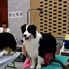 梧州宠物店卖泰迪的在哪知名泰迪犬舍