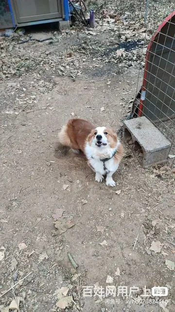 出售柯基成母犬 - 图片 1