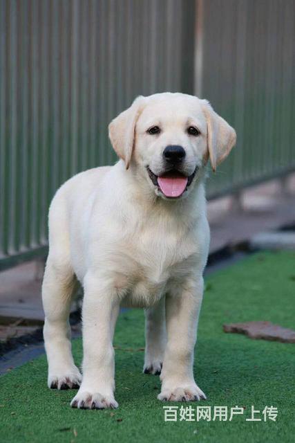 北京拉布拉多犬价格 三个月纯种拉布拉多导盲犬出售的图片