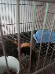 手养红腹松鼠