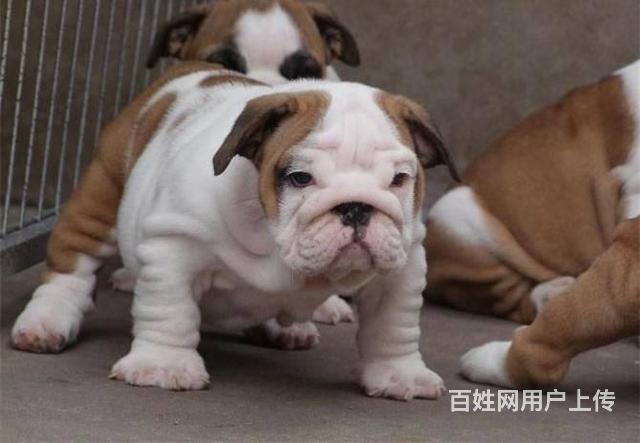 純種鬥牛犬 英國鬥牛犬 2到3個月幼犬 健康保證的圖片