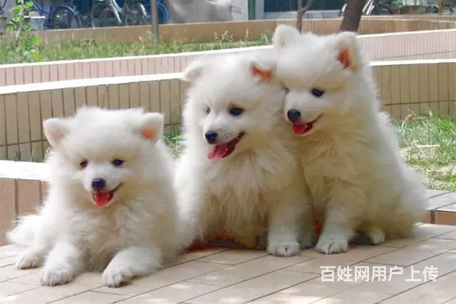 北京哪里有卖银狐犬 日本银狐好养吗 - 图片 1