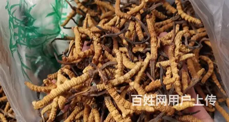 常熟回收虫草正规收购虫草等滋补品 - 图片 1