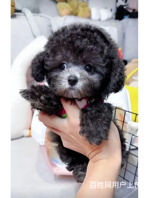 两个多月的幼犬 看品相 1000-1200 外地送 - 图片 1