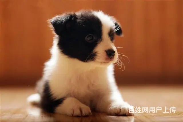 出售纯种边境牧羊犬 边境牧羊犬多少钱 - 图片 5