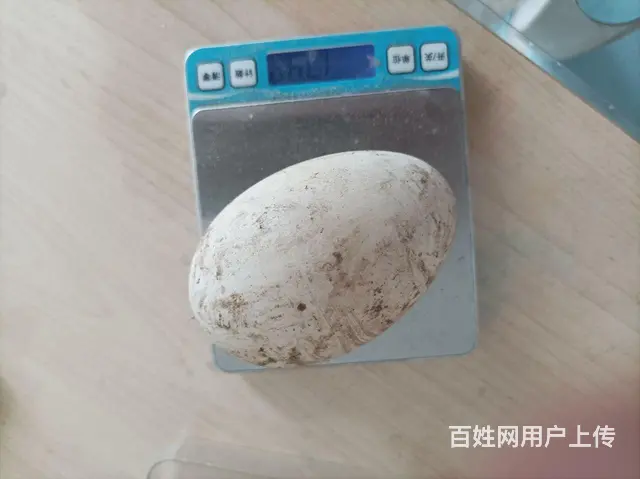 出售自家散养鹅种蛋。笨鸡蛋，笨鸭蛋。笨鹅蛋。 - 图片 2