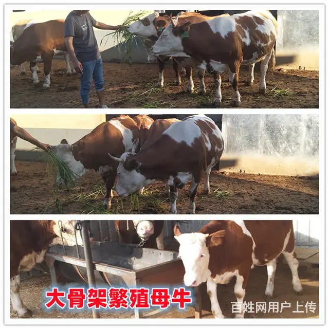 300--400斤 西门塔尔小母牛 市场价多少 - 图片 1