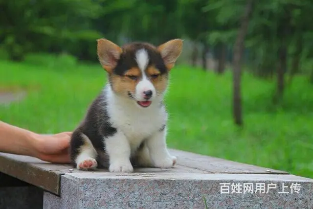 周口地区纯种威尔士柯基幼犬 健康有保障 可签协议可 - 图片 2