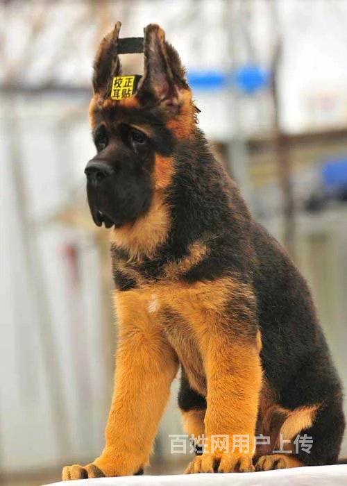 出售德国牧羊犬 锤系德牧 北京大头锤系德牧多少钱