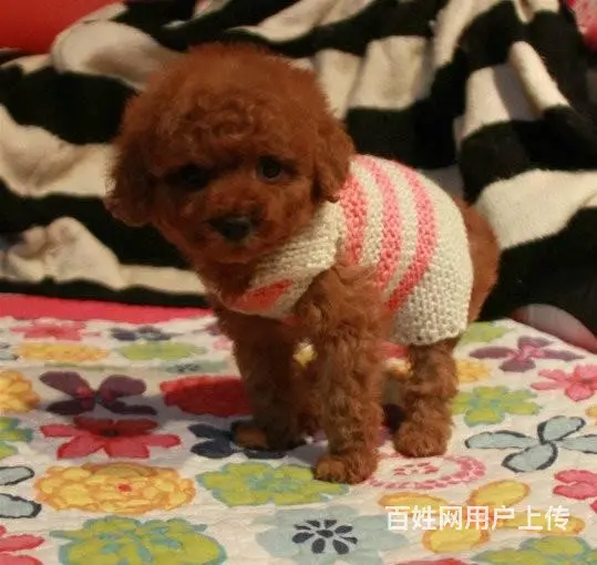 赛级泰迪 售茶杯血系泰迪犬 颜色齐全质保终身 - 图片 5