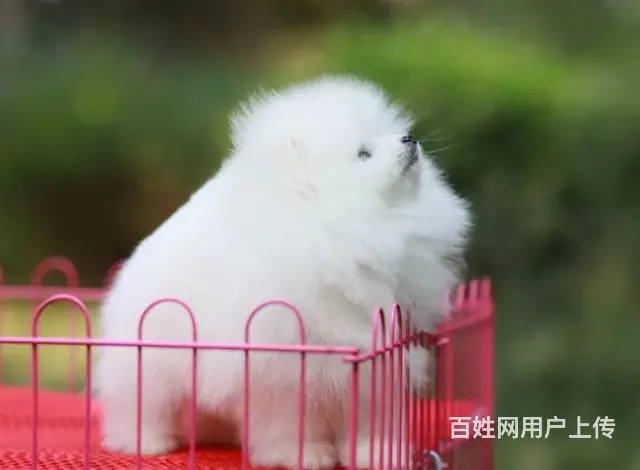 日照知名犬舍有博美出售 狗美价廉 包健康 - 图片 3