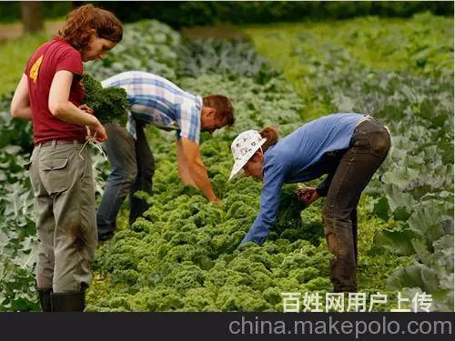 正规出国劳务（工签实力保签）年薪60万 - 图片 4