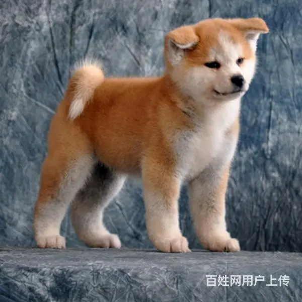 平顶山血统秋田犬哪里有卖，血统秋田犬一般多少钱 - 图片 4