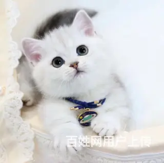 本地哪里有卖曼基康矮脚猫的 矮脚猫多少钱一只 - 图片 3