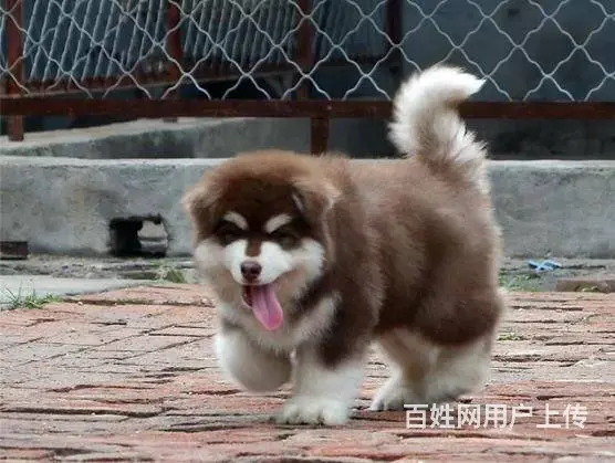 纯种阿拉斯加幼犬，品相好购买有保障 - 图片 1