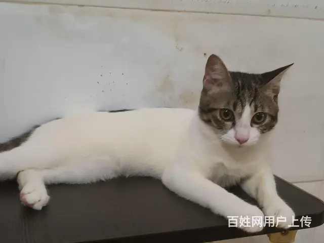 广州白云小公猫寻找家庭 - 图片 1
