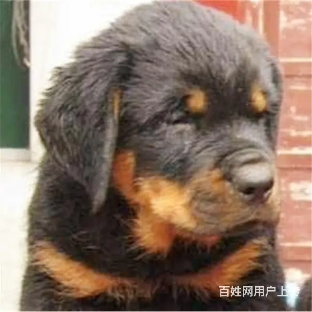 金昌【*推荐】罗威纳犬舍‖罗威纳养殖场 - 图片 8