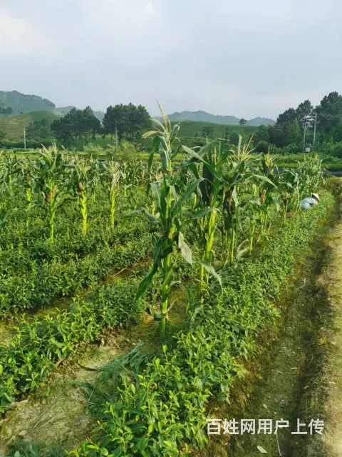 生态茶园 极白白茶 原滋原味 微信： - 图片 4
