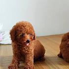 大丰哪有卖泰迪的 泰迪多少钱 泰迪犬价格