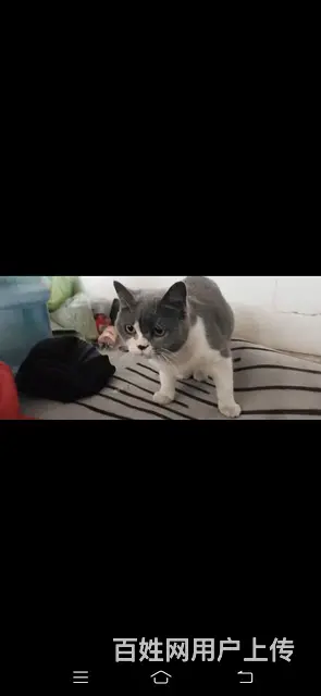 【搞定了！】矮脚猫姑娘 - 图片 3