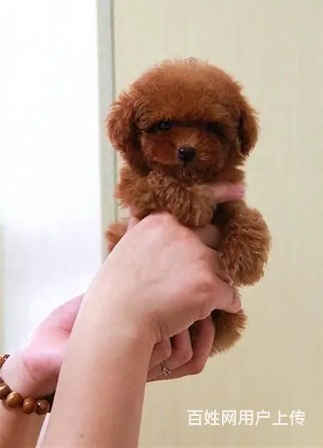 纯种泰迪犬 玩具体泰迪犬出售 泰迪犬舍 - 图片 6