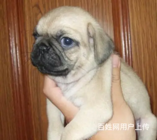 纯正鹰版满脸褶皱巴哥幼犬宝宝 签订健康协议 - 图片 1