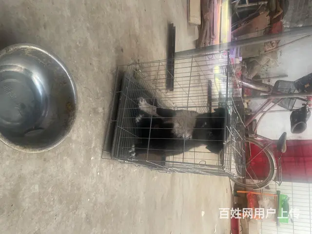 大笨狗幼犬800非诚勿扰 - 图片