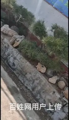 出售景观松树 - 图片 3