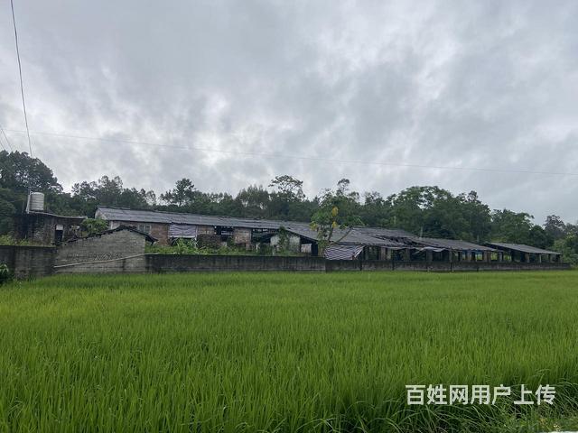 出租防城区滩营乡养猪场的图片