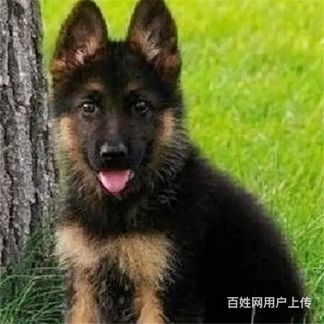 杭州去哪里买德牧靠谱一点 买德牧的靠谱途径 - 图片 9