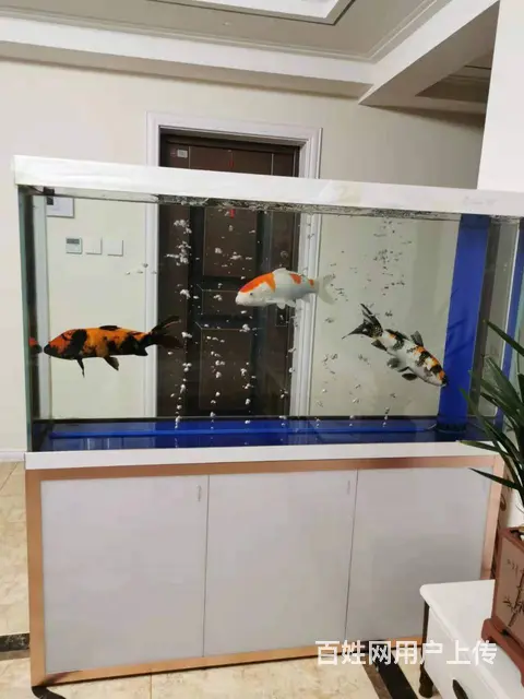 出售品牌二手鱼缸，1.5米大尺寸底滤鱼缸 - 图片 1