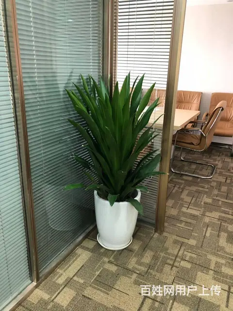 广州办公室绿植租凭，园林绿化外包，绿植出售 - 图片 6