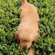 保定上哪可以看到金毛犬舍，金毛犬舍地址位置