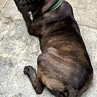 广西猎犬黑红虎斑杂斗