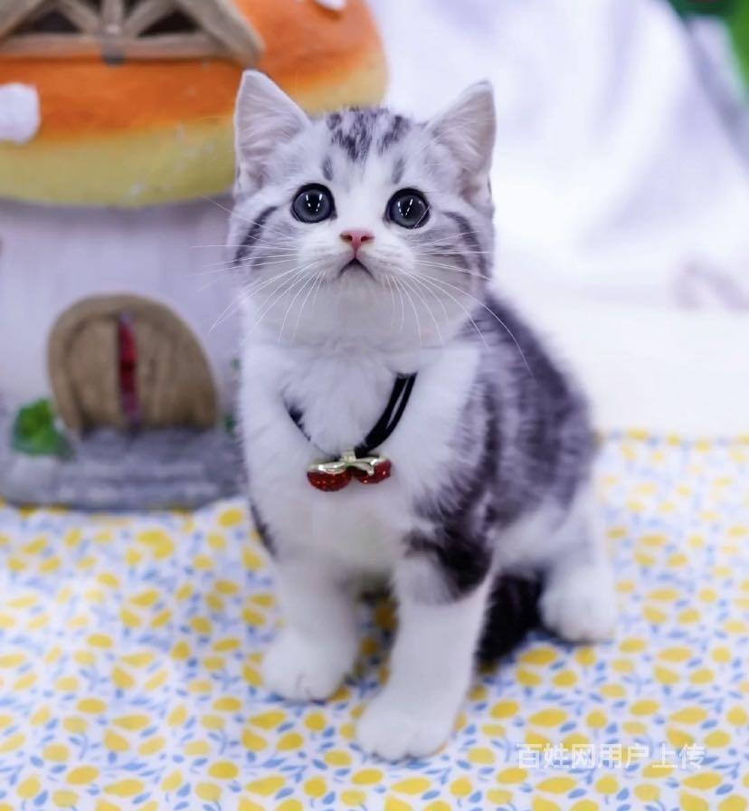 纯种英短美短哪里有卖的 新手应该养什么猫 多少钱一只