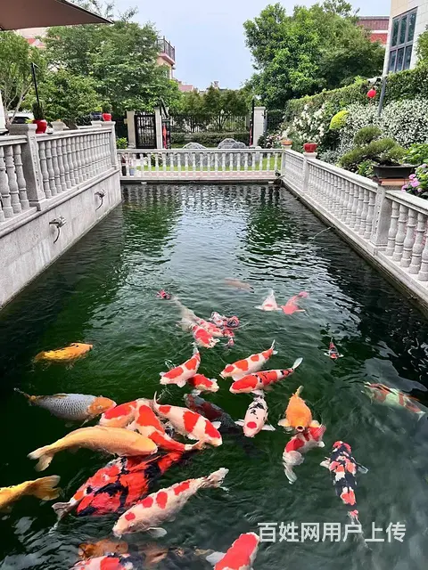 广州锦鲤鱼池维修，鱼池水泵维修，鱼池漏水漏电维修 - 图片 1
