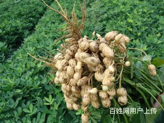 睢宁县梁集镇戚姬村有零散十几亩土地出租 - 图片 7